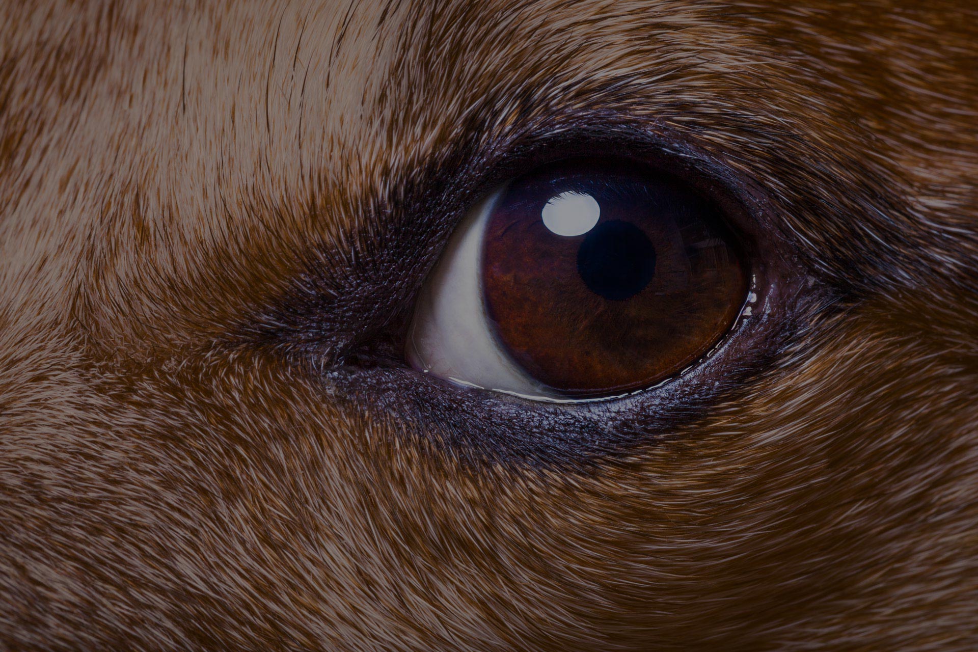 jack russell dog close up of the eyes