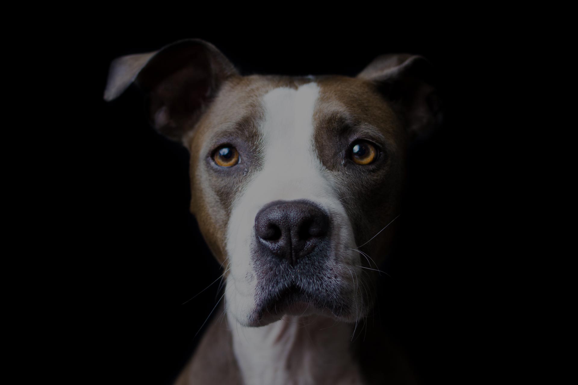 The sweetest and smart pitbull photoshoot ever!