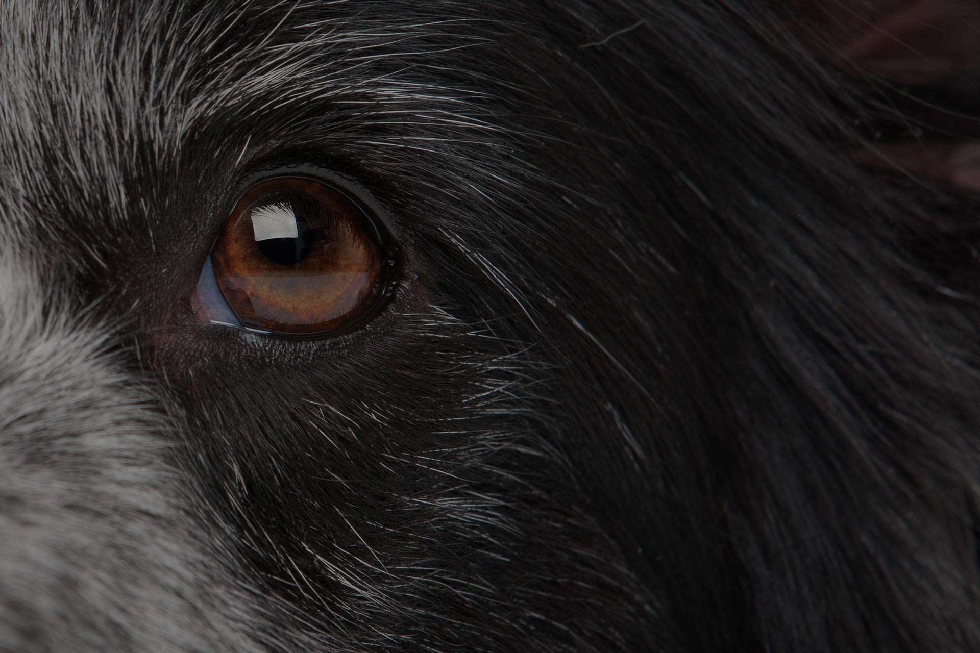 close-up eye from a border collie dog