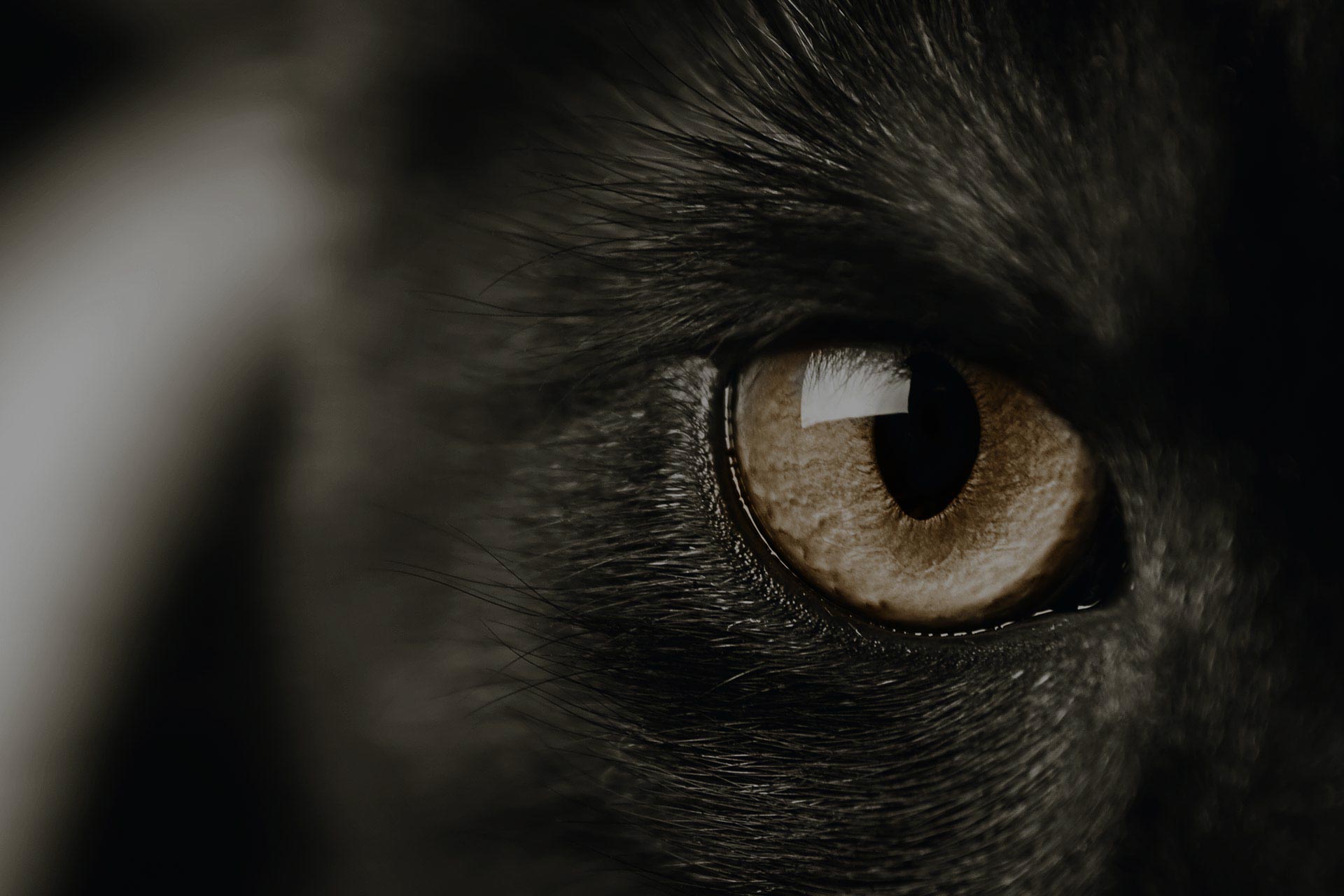 closeup of a cat's eye, toned sepia